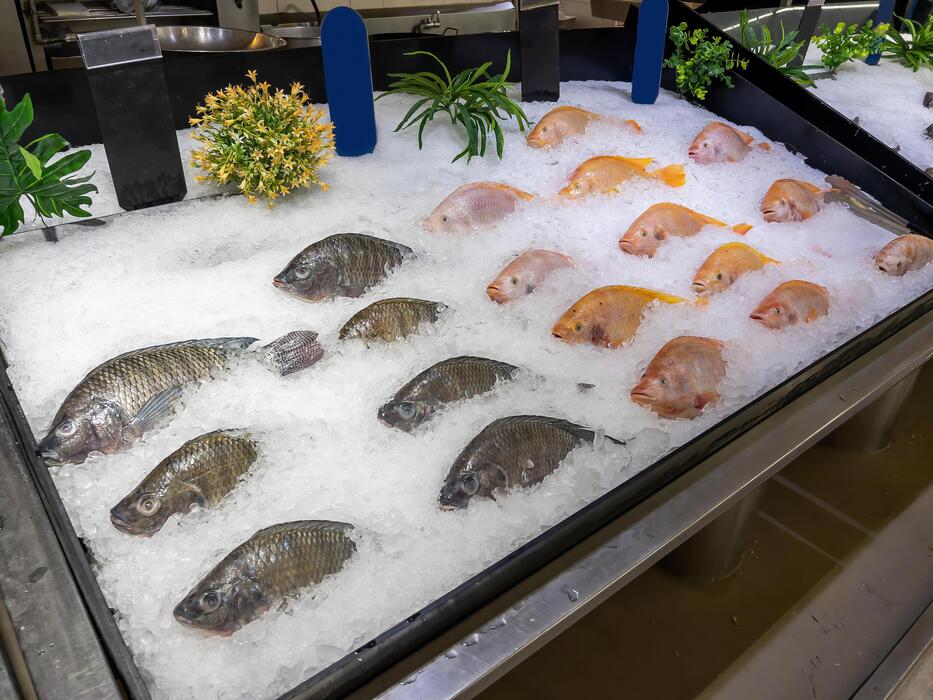Fresh fish and seafood on ice at a New Zealand market